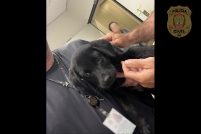 PCDF prende homem em flagrante por abandono de animal em operação conjunta com a Polícia Civil de Santa Catarina e Polícia Federal